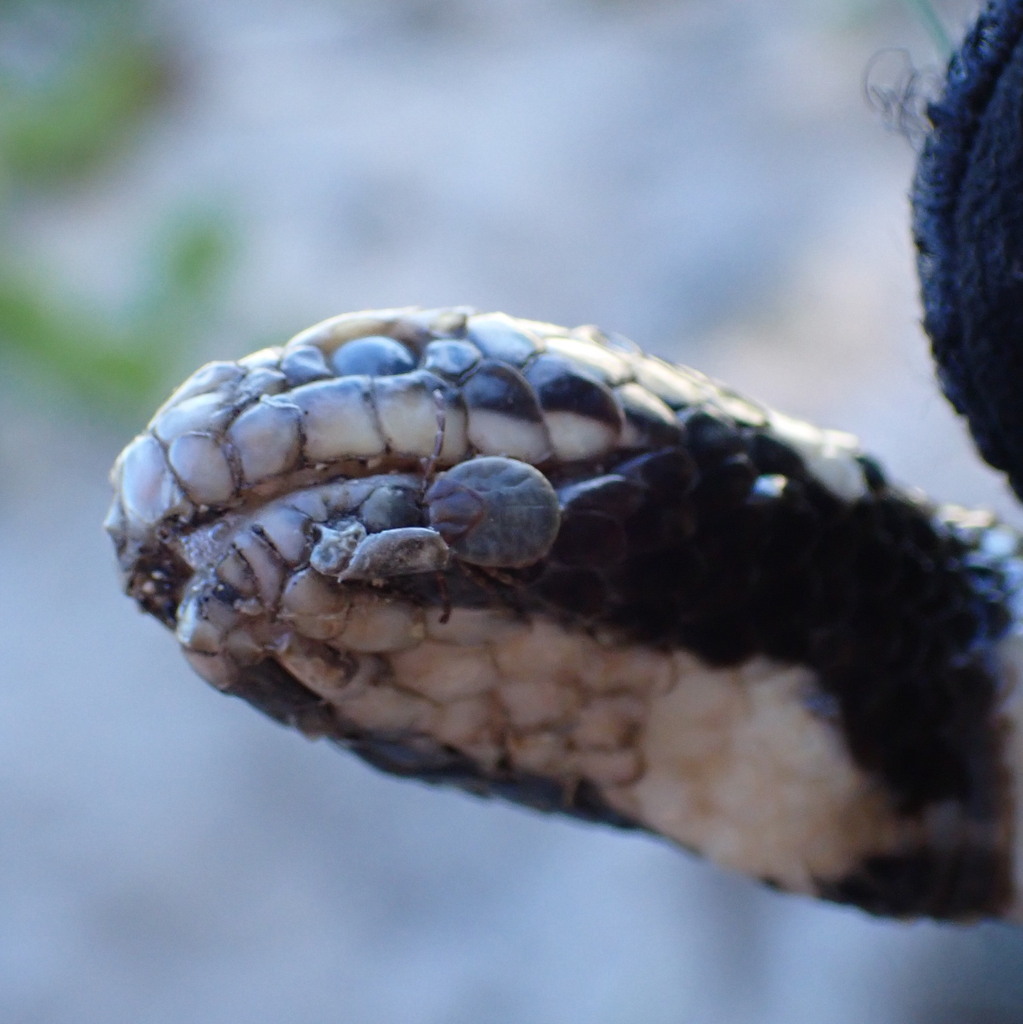 Sea Snake Tick