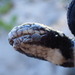 Sea Snake Tick - Photo (c) Claire Goiran, some rights reserved (CC BY-NC), uploaded by Claire Goiran