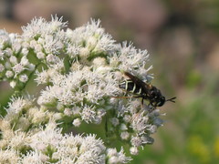Stratiomys badia