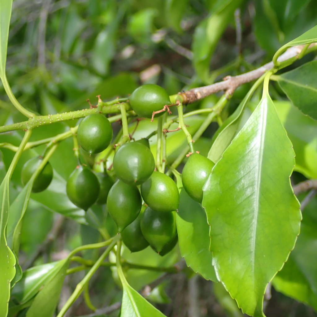 Elaeodendron curtipendulum