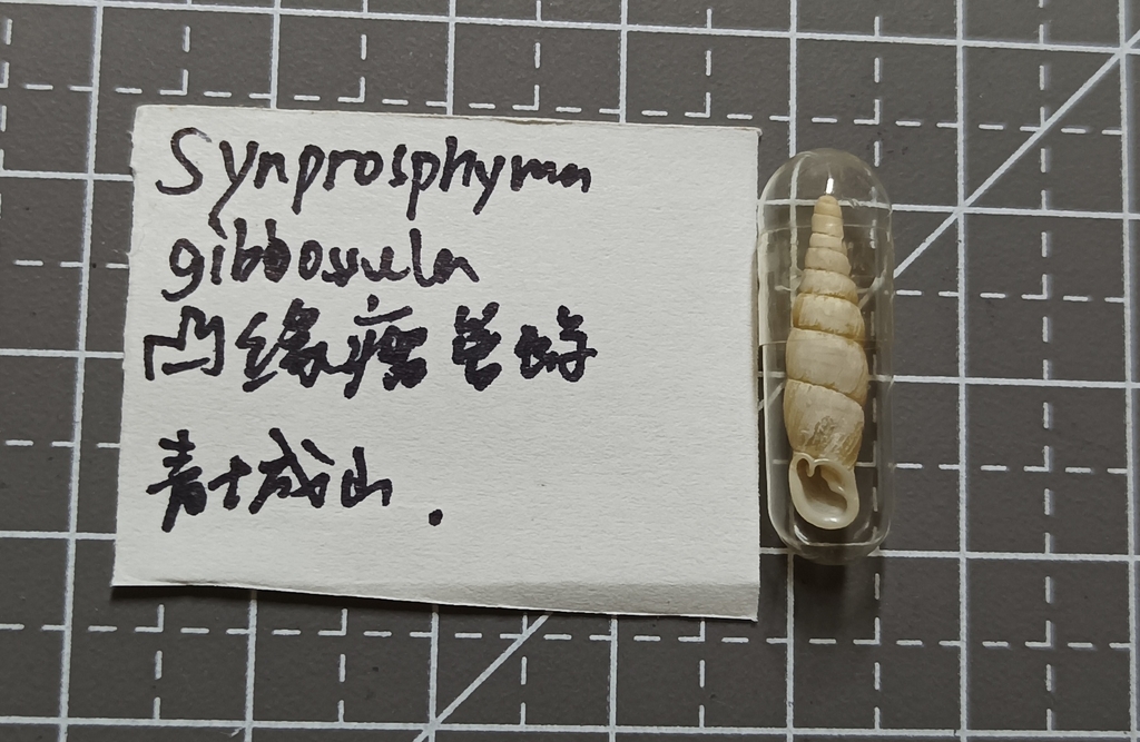 Synprosphyma gibbosula
