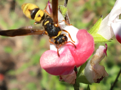 Ancistrocerus lineativentris