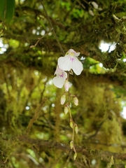 Ionopsis utricularioides