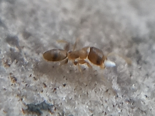 Tapinoma indicumTapinoma indicum