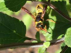 Ancistrocerus lineativentris