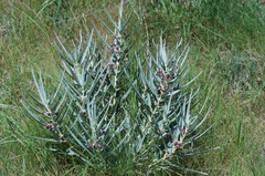 Asclepias brachystephana