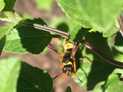 Ancistrocerus lineativentris