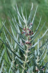 Asclepias brachystephana