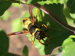 Ancistrocerus lineativentris