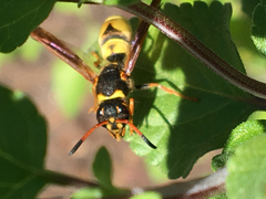 Ancistrocerus lineativentris