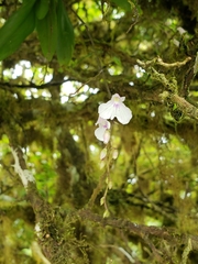 Ionopsis utricularioides