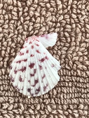 Caribachlamys