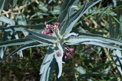 Asclepias brachystephana
