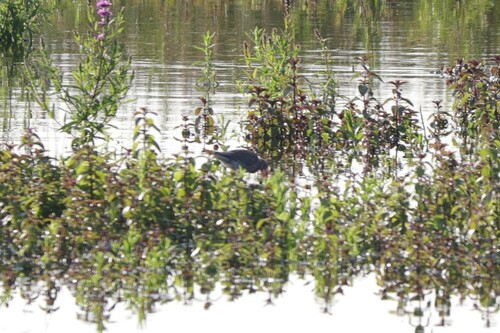 Common Redshank, 2825 Berkenwoude, Netherlands, photo 9 of 10