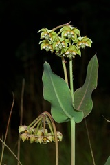 Asclepias elata