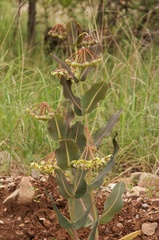 Asclepias elata