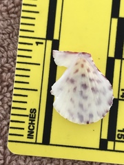 Caribachlamys
