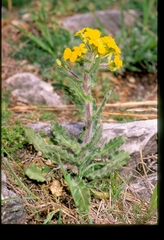 Biscutella cichoriifolia