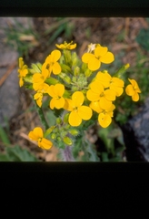 Biscutella cichoriifolia