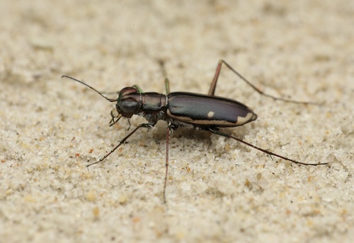 Hypaetha biramosa (Fabricius, 1781)