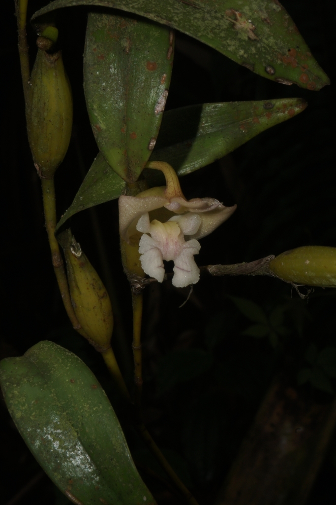 Dendrobium conspicuum Bakh.f. 3