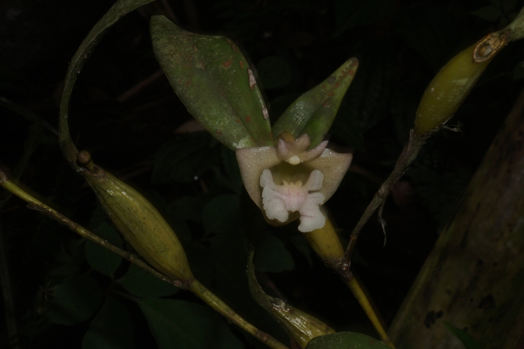 Dendrobium conspicuum Bakh.f. 4