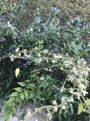 Sarcococca ruscifolia