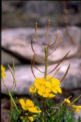 Brassica repanda