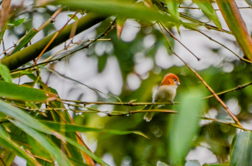 Pale-billed Parrotbill (Suthora atrosuperciliaris), photo 6