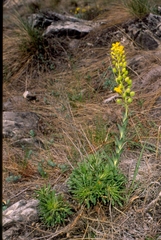 Alyssoides utriculata