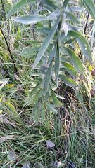 Eupatorium altissimum