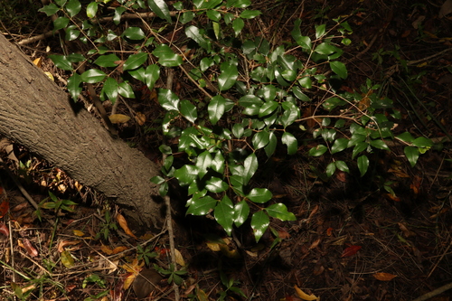 Image of Syzygium francisii by (c) Greg Tasney, some rights reserved (CC BY-SA)