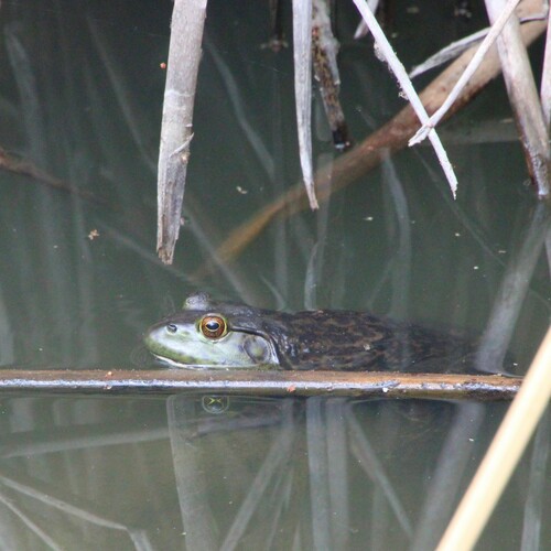 iNaturalist observation photo of American Bullfrog
