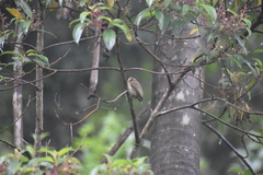 Picumnus olivaceus