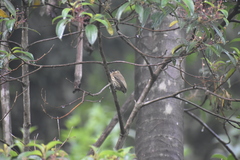 Picumnus olivaceus