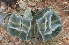 Asclepias nummularia