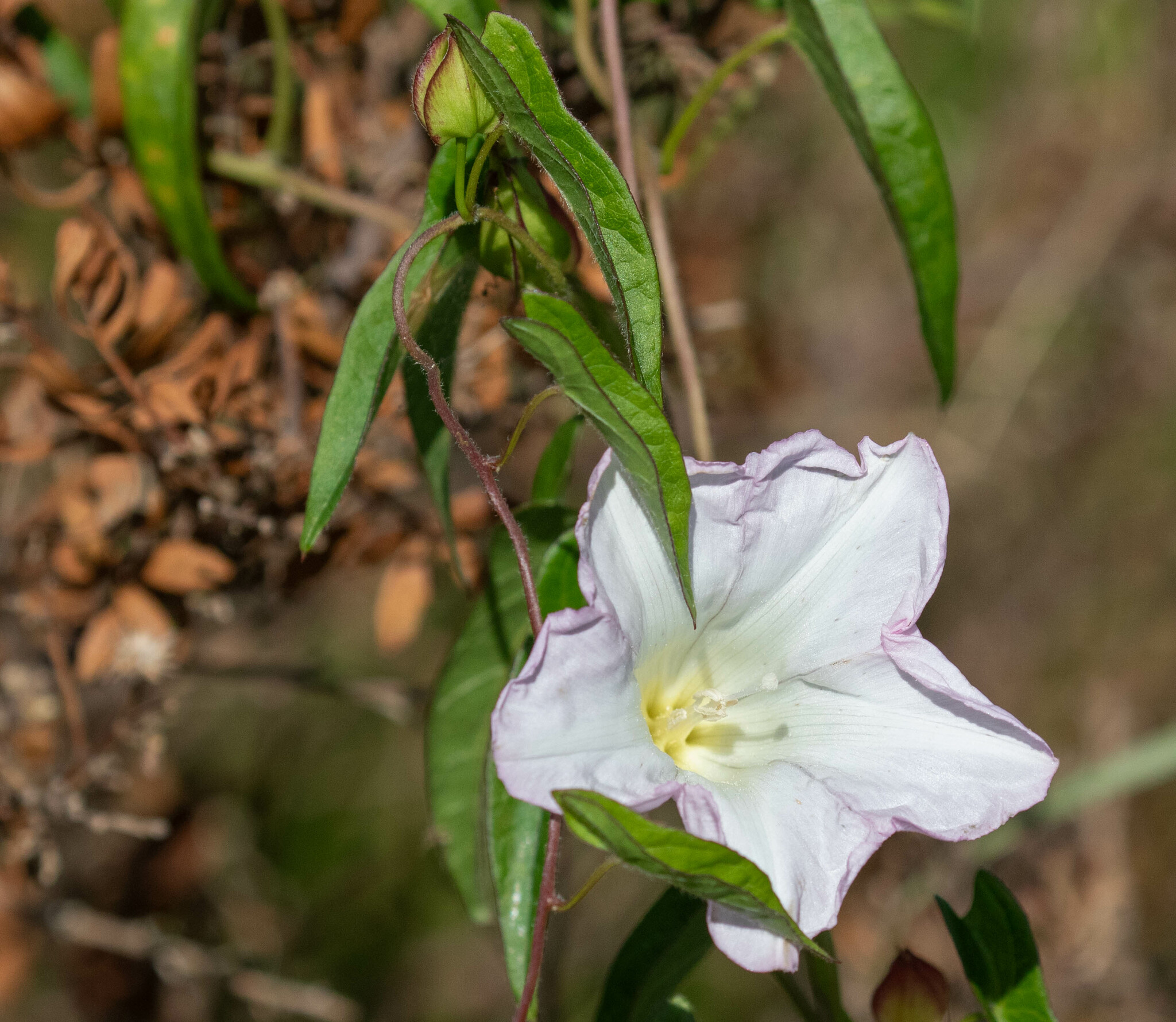 Calystegia sepium ssp. limnophila