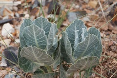 Asclepias nummularia