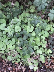 Petasites pyrenaicus