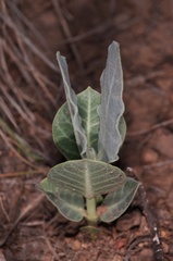 Asclepias nummularia