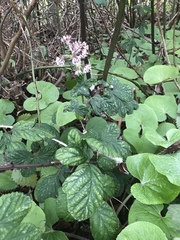 Petasites pyrenaicus