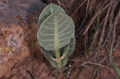 Asclepias nummularia