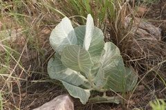 Asclepias nummularia