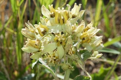 Asclepias nyctaginifolia