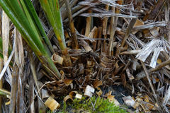 Chionochloa flavescens