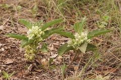 Asclepias nyctaginifolia