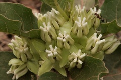 Asclepias nyctaginifolia