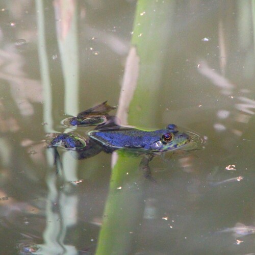iNaturalist observation photo of American Bullfrog