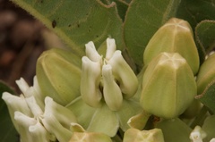 Asclepias nyctaginifolia