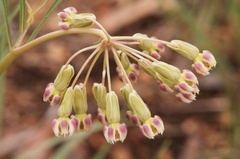 Asclepias quinquedentata